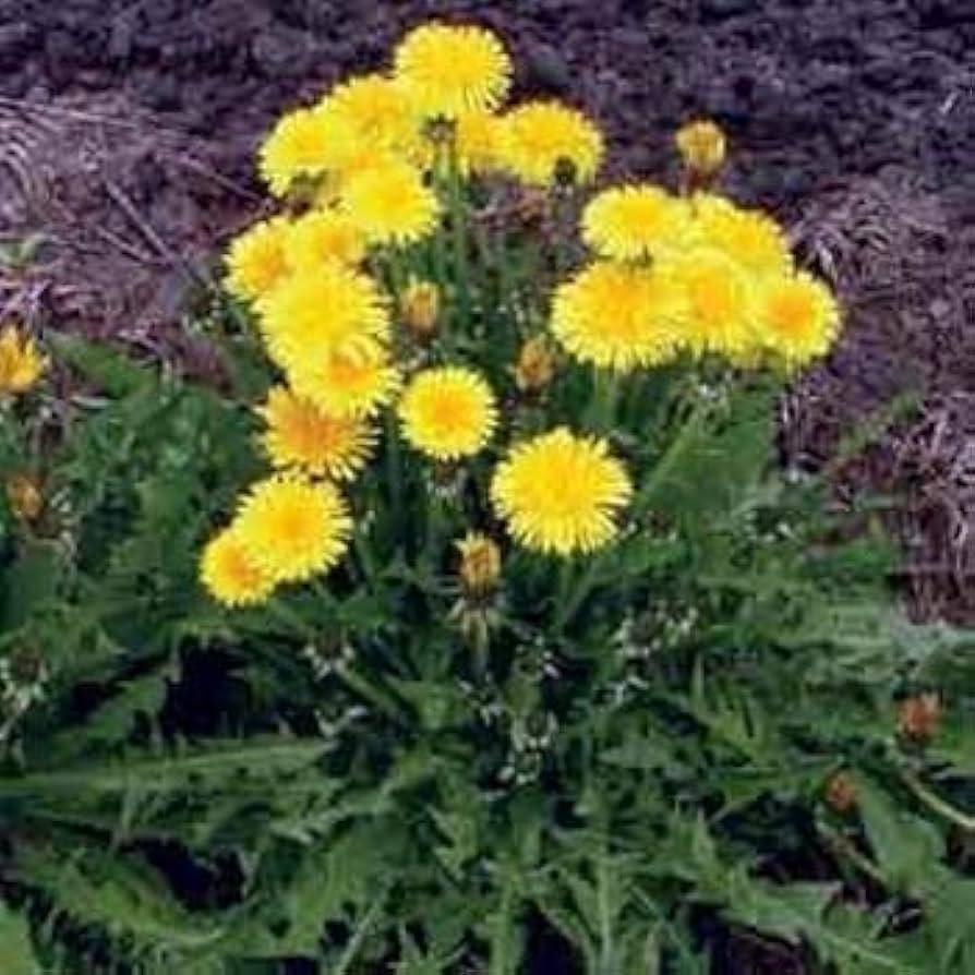 Tarassaco - Taraxacum for planting in home garden